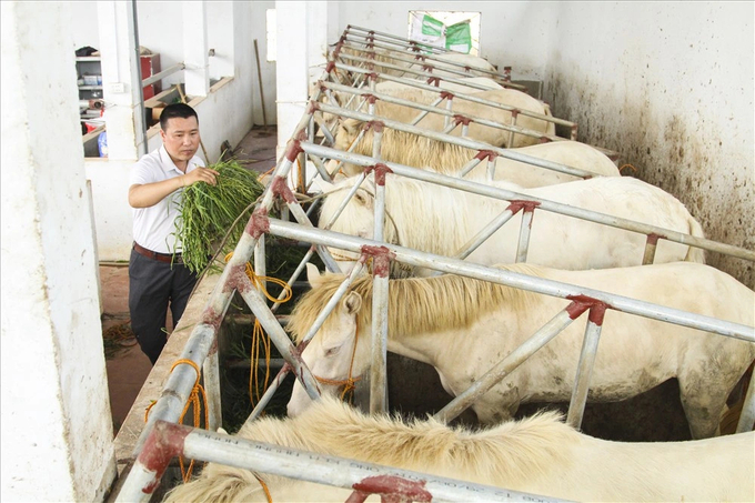 Với kinh nghiệm chăn nuôi ngựa lâu năm, nghề nuôi ngựa bạch ở xóm Phẩm đã phát triển không ngừng, hình thành làng nghề ngựa bạch, phát triển lên thành HTX Chăn nuôi Ngựa bạch xóm Phẩm. Ảnh: Phạm Hiếu.