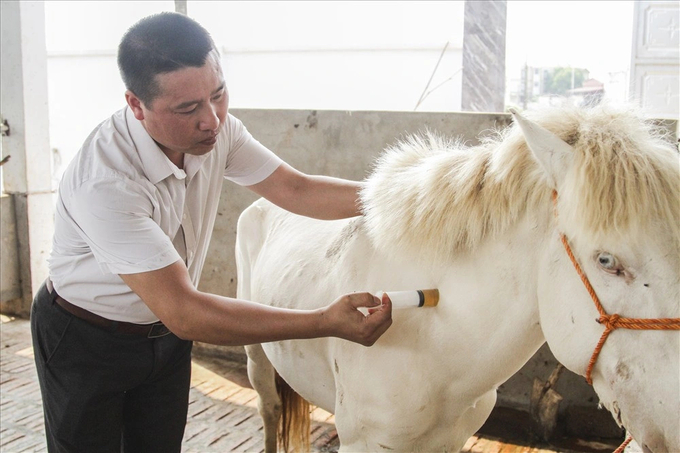 Do một con ngựa có giá trị cao nên nghề nuôi ngựa bạch ở xóm Phẩm đòi hỏi sự công phu. Ảnh: Phạm Hiếu.