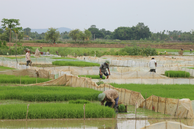 Xâm nhập mặn ảnh hưởng lớn đến nguồn nước phục vụ sản xuất nông nghiệp tại Hải Phòng. Ảnh: Đinh Mười.