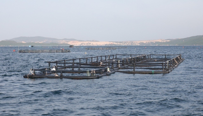 Marineculture using HDPE cages is both environmentally friendly and adaptable to natural disasters. Photo: KS.