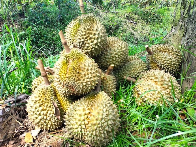 Currently, the durian fruit price is at a high level. Photo: Minh Dam.