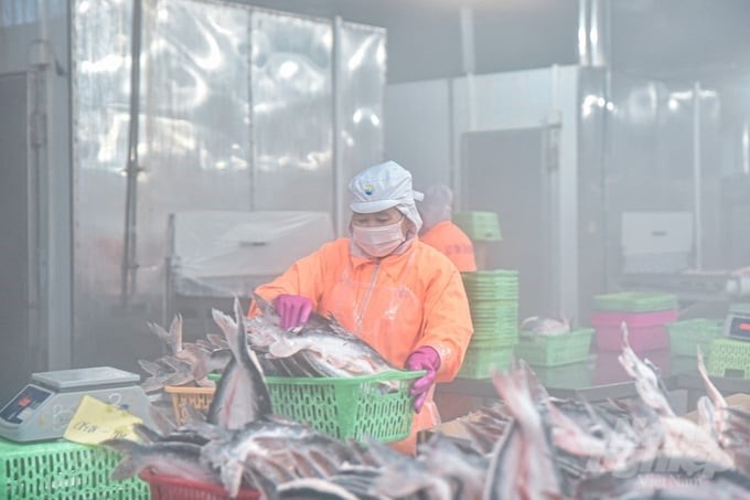 The entire country currently has over 100 pangasius processing facilities, with a total design capacity estimated at 1.5 million tons of raw materials per year. Photo: Kim Anh.