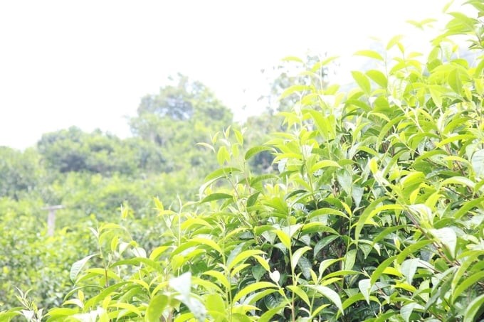 Suoi Giang tea farmed meets organic standards. Photo: Thanh Tien.