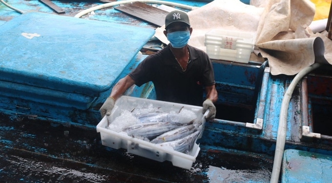 Ngư dân đánh bắt cá ngừ cập cảng Hòn Rớ, xã Phước Đồng, TP Nha Trang (Khánh Hòa). Ảnh: KS.