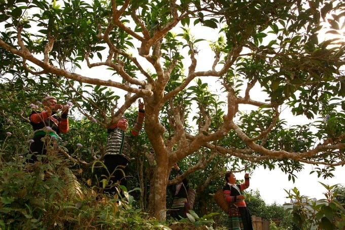 Thanks to organic production and the application of modern technology in processing, Suoi Giang tea has brought many benefits to people. Photo: Thanh Tien.