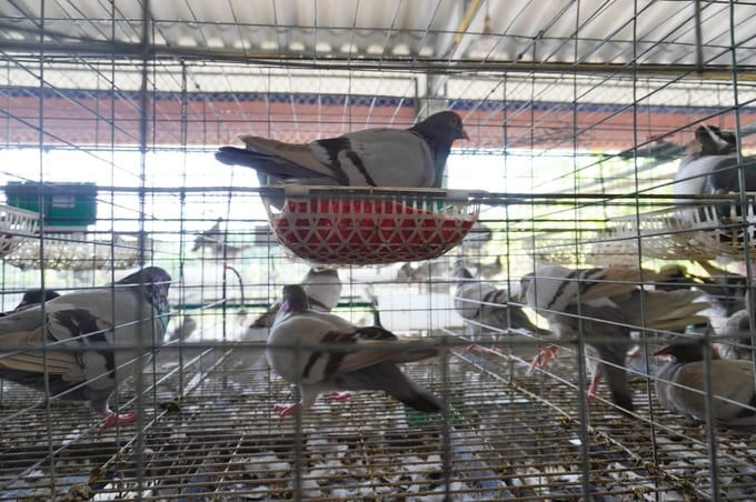 Chim bồ câu Pháp được nuôi bằng cám thảo dược nên ít bệnh, cho thịt thơm ngon, được thị trường ưa chuộng. Ảnh: Hồng Thắm.