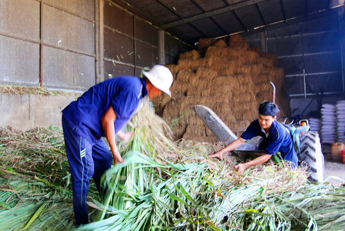 Beef cattle have fresh grass as the main daily feed. Photo: Le Hoang Vu.