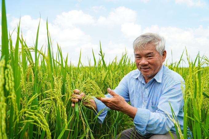 Ông Nguyễn Văn Mẫn ở ấp Phú Xuân, xã Phú Đức (huyện Tam Nông) là một trong những nông dân tiên phong trồng lúa theo hướng hữu cơ ở vùng đệm Vườn Quốc gia Tràm Chim . Ảnh: Kim Anh.