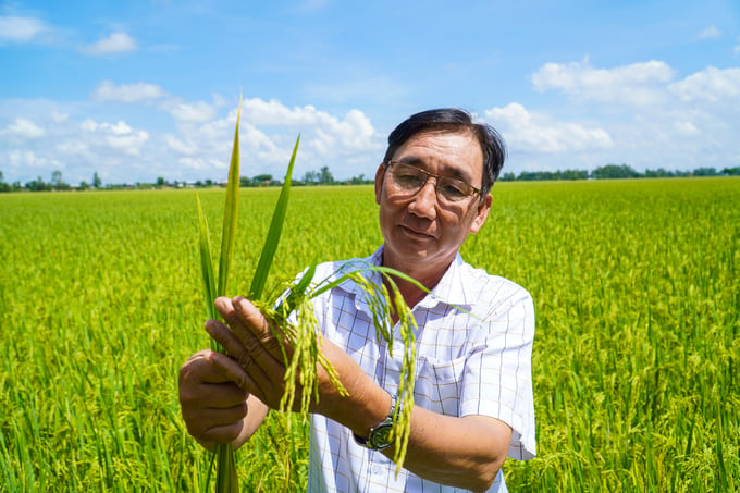 Hơn 112ha lúa sản xuất theo hướng hữu cơ của HTX Nông nghiệp Phú Xuân đã được triển khai trong vụ thu đông 2023. Ảnh: Kim Anh.