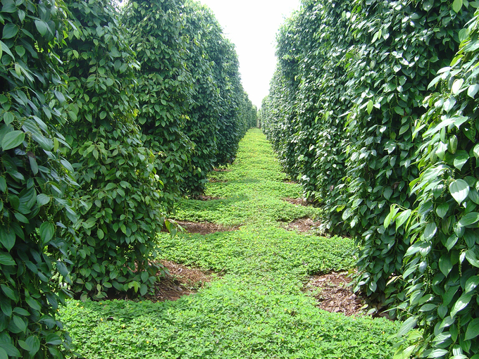 Vietnamese pepper has an area of about 120 thousand hectares, grown mainly in the Central Highlands and the Southeast region, with an output of about 190 thousand tons. Photo: TL.