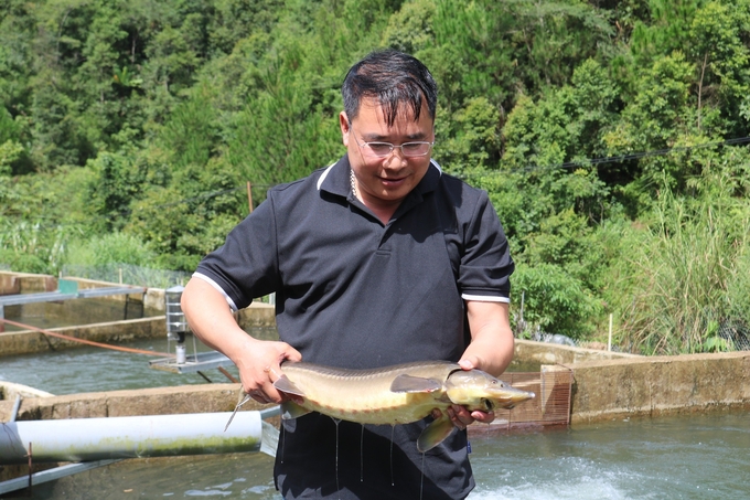 Ông Trần Chung Hưng kiểm tra lứa cá tầm chuẩn bị xuất bán. Ảnh: H.Đ.
