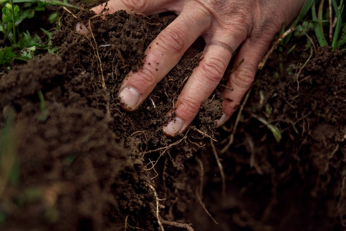 Sử dụng phân bón hữu cơ để cải tạo, tăng sức khỏe của đất.