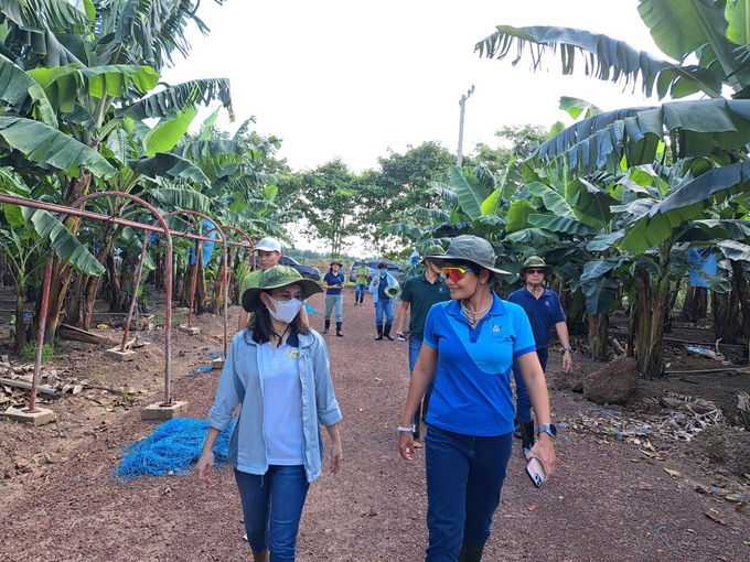 Bà Trần Ngọc Thanh Trúc (phải) – Tổng Giám đốc Yara Việt Nam thăm mô hình sử dụng phân bón hữu cơ của Công ty.