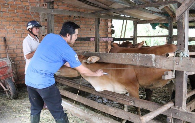 Trạm Chăn nuôi và Thú y TP. Buôn Ma Thuột đẩy nhanh việc tiêm phòng cho đàn gia súc. Ảnh: Quang Yên.