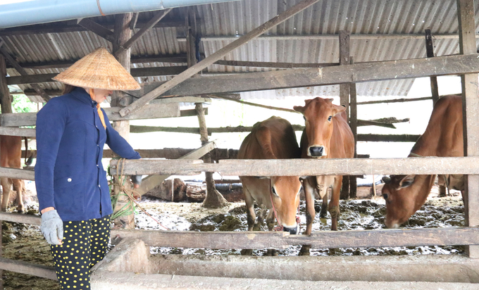 Mỗi năm các hộ chăn nuôi tại TP. Buôn Ma Thuột được tiêm phòng 2 lần nên rất yên tâm. Ảnh: Quang Yên.