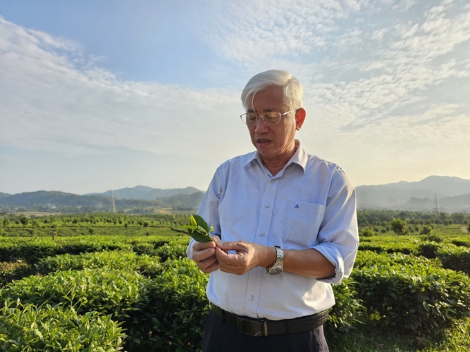 Các nhà khoa học hỗ trợ người dân thực hiện quy trình an toàn sinh học cho vùng chè Than Uyên. Ảnh: Hoàng Anh.