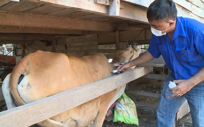 Chủ động tiêm vacxin viêm da nổi cục trên đàn trâu, bò. Ảnh: Tuấn Anh.