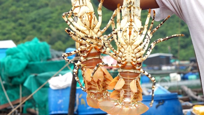 China stated that spiny lobster farmers must verify that their products are not harvested from the sea, and they must provide comprehensive documentations of their farming process. Additionally, the use of naturally-harvseted breeding stock is prohibited (the breeding stock must belong to the F2 generation). Photo: Kim So.