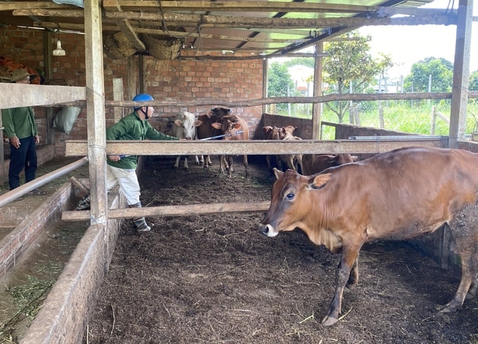 Dù nguồn kinh phí còn hạn hẹp nhưng tỉnh Gia Lai vẫn đẩy mạnh công tác tiêm vacxin cho đàn vật nuôi. Ảnh: Tuấn Anh.