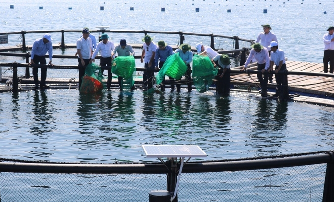 Khanh Hoa province is focusing on developing high-tech marine farming. Photo: KS.