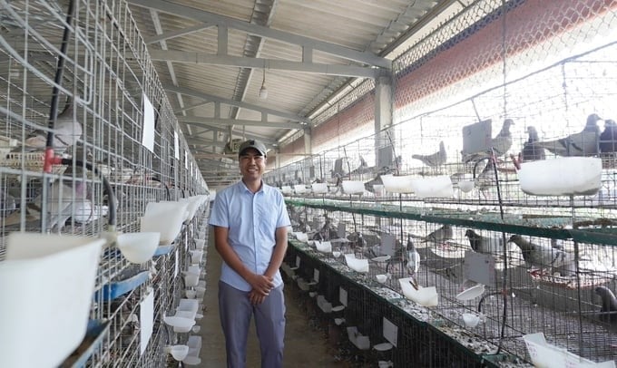 Mr. Nguyen Ngoc Thanh (1983) in Dong Phong village, Binh Lang commune (Tu Ky, Hai Duong) said that the process of herbal French pigeon farming in an organic direction is very strict and elaborate. Photo: Hong Tham.