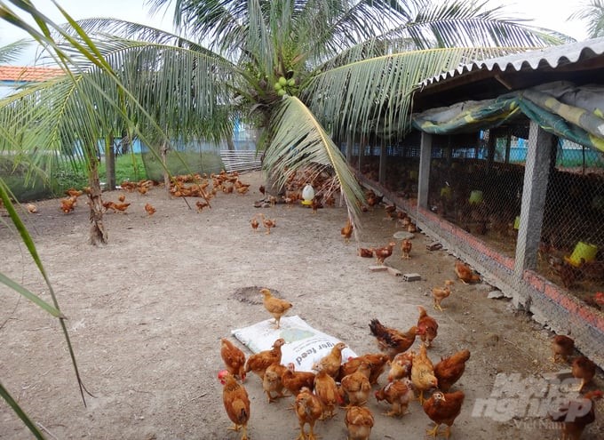 According to statistics, in the first nine months of the year, An Giang province's animal husbandry achieved a growth of VND 130 billion. Photo: Le Hoang Vu.