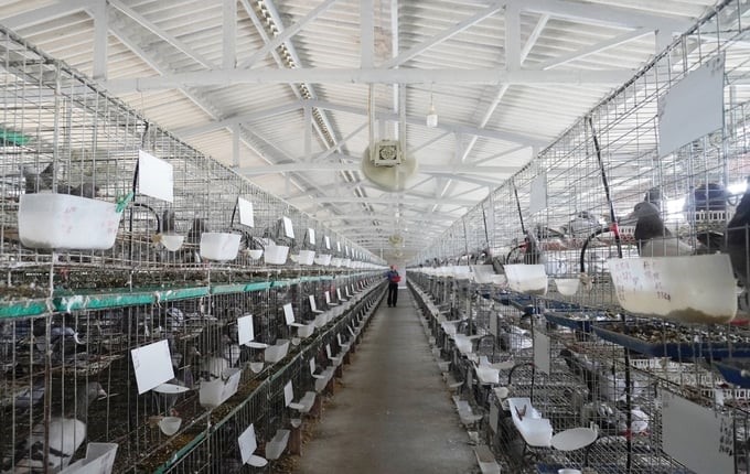 Mr. Thanh's barn for raising French pigeons with herbs is designed on a large scale and scientifically, and the most impressive thing is that there is no odor. Photo: Hong Tham.