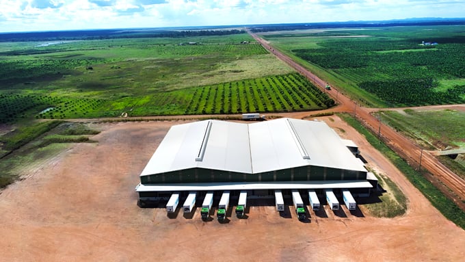 Agricultural products are transported from the General Warehouse (Koun Mom, Cambodia) through the Le Thanh border gate (Gia Lai) to Chu Lai port (Quang Nam). Photo: THILOGI.