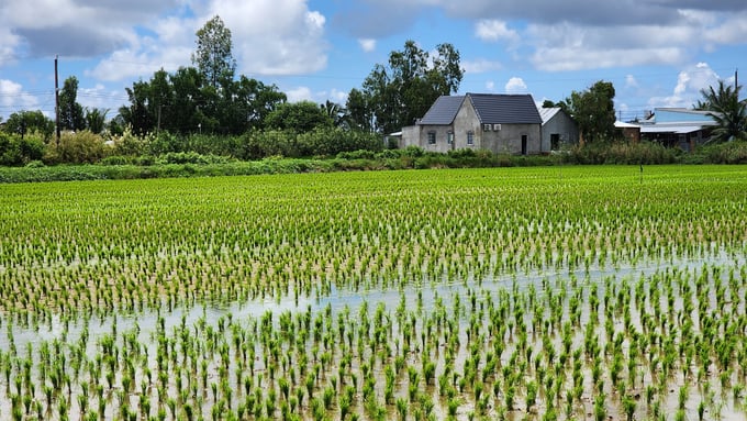 One-month-old organic rice field in Dong Thanh commune, An Minh district, Kien Giang province. Photo: Kim Anh.