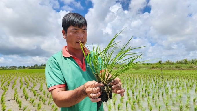 Farmer Pham Van Hoang Dieu calculates that the shrimp-rice model brings his family an annual profit of approximately 180 to 200 million Vietnamese dong per hectare, including income from white-leg shrimp, organic rice, and other aquatic species. Photo: Kim Anh.