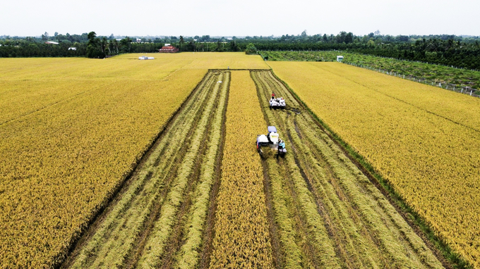 Sở NN-PTNT TP Cần Thơ quyết tâm hình thành vùng sản xuất lúa hữu cơ với quy mô dự kiến khoảng 4.000ha. Ảnh: Kim Anh.