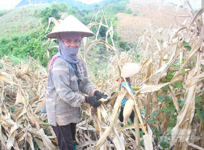 Năm 2023, toàn tỉnh Sơn La gieo trồng hơn 71.000ha ngô. Ảnh: Trung Quân.