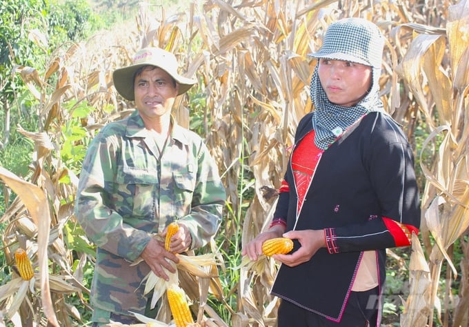Chị Đinh Thị Sinh (phải) ở bản Nhẻm, xã Phiêng Côn, Bắc Yên phấn khởi vì diện tích trồng giống ngô NK6253 của gia đình chỉ xuất hiện lác đác cây bắp bé, bắp kết hạt kém. Ảnh: Trung Quân.