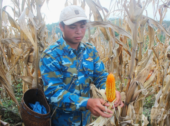 Theo anh Tòng Mạnh Hùng, bản Chiềng Đen, xã Chiềng Chăn (huyện Mai Sơn) bên ruộng ngô NK6253 sắp thu hoạch. Ảnh: Trung Quân.