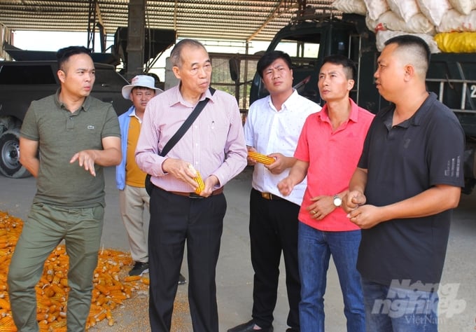 Anh Bùi Ngọc Du (bìa phải) - chủ cơ sở đầu tư và thu mua ngô trên địa bàn xã Phiêng Côn (huyện Bắc Yên) cho biết không thấy các hộ trồng giống ngô NK6253 phản hồi về việc ngô bắp bé, bắp kết hạt kém. Ảnh: Trung Quân.