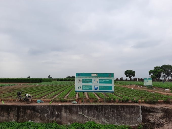 A safe vegetable production area in Van Duc commune, Gia Lam district, Hanoi.