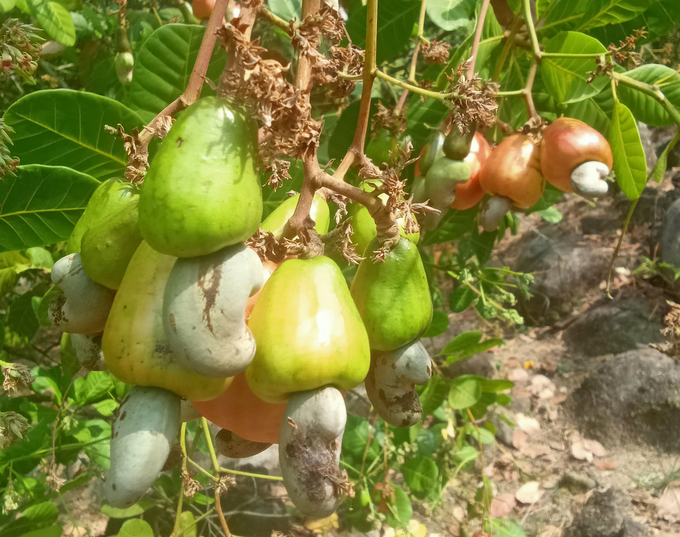 Điều ở Bình Phước. Ảnh: Sơn Trang.