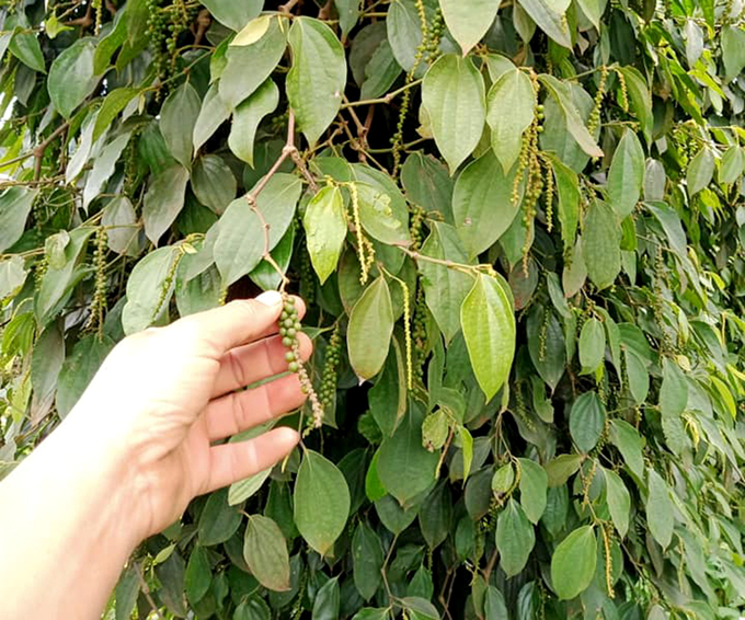 Through analysis and testing of 284 pepper samples collected in 2021-2022 by several export businesses and laboratories lab, the number of models that do not meet the EU's MRL (minimum residue limit) regulations is quite large. Photo: Son Trang.