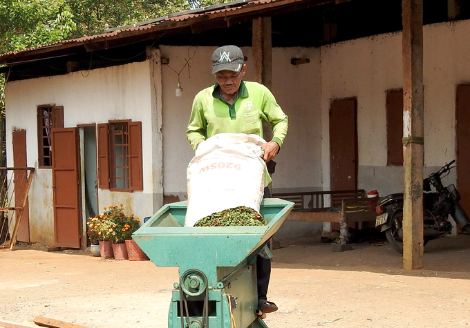 Most of the pepper samples were contaminated with active ingredients for preventing pests and harmful fungi on pepper plants. Photo: Son Trang.