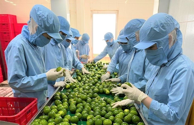 OCOP Biological Fruit Cooperative is building European standard organic lemon certification. Photo: Kim Anh.
