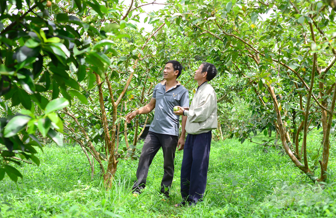 Mỗi tháng, gia đình anh Đỗ Huy Tuyến cung ứng ra thị trường từ 1,5 - 2 tấn ổi hữu cơ. Ảnh: Minh Hậu.