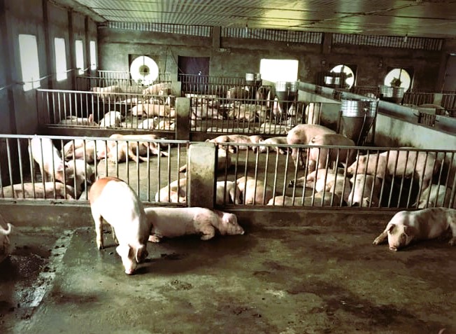 Lợn nuôi được đảm bảo những tiêu chuẩn cao về dinh dưỡng, môi trường. Ảnh: VĐ.