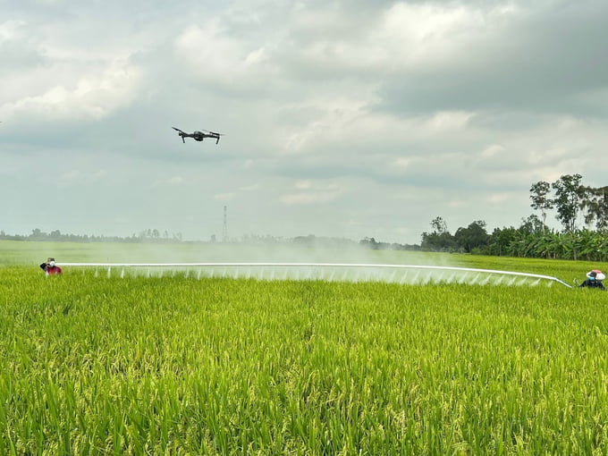 Organic rice production area utilizing natural minerals belonging to Vinh Loi Agricultural Cooperative in Thanh Tri district, Soc Trang province. Photo: Kim Anh.