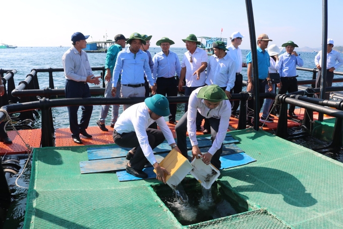 Lobster stocking activities in HDPE cages in open waters in Khanh Hoa province. Photo: KS.