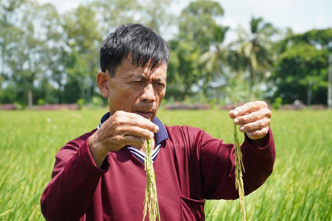Soc Trang province has set the goal of developing specialty and organic rice production. Photo: Kim Anh.