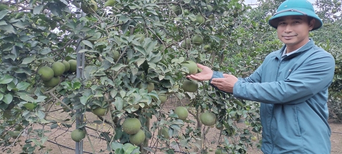 Nhờ đầu tư hệ thống tưới tự động, năng suất, mẫu mã quả bưởi đã được cải thiện đáng kể. Ảnh: Hải Tiến.