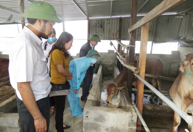 Cán bộ Chi cục Chăn nuôi và Thú y Quảng Bình tăng cường hỗ trợ huyện Quảng Trạch trong phòng, chống bệnh viêm da nổi cục trên đàn trâu. bò. Ảnh: Tâm Phùng.
