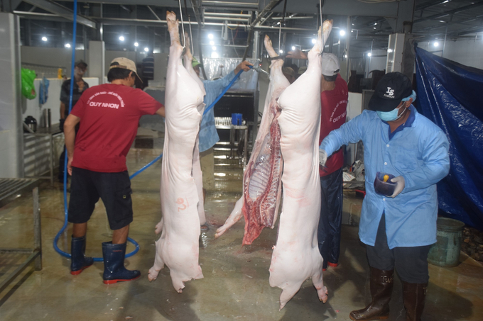 Trung tâm Dịch vụ nông nghiệp thị xã An Nhơn (Bình Định) hợp đồng với 8 thú y xã để làm việc tại Nhà máy giết mổ động vật tập trung An Nhơn (Bình Định). Ảnh: V.Đ.T.