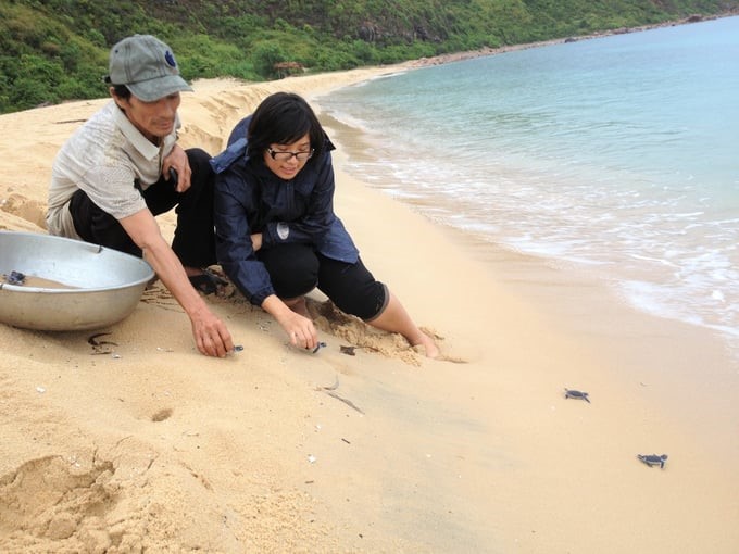 A sea turtle protection volunteer and an official of the Binh Dinh Sub-Department of Fisheries released baby turtles back to the sea in 2013. Photo: V.D.T.