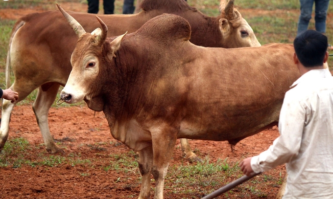 Giống bò Mông bản địa ở miền núi Nghệ An nổi tiếng cao to, có giá trị kinh tế cao nhưng chưa thực sự trở thành mặt hàng hàng hóa quy mô lớn. Ảnh: Đào Thọ.